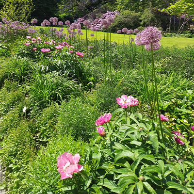 Avec quelles plantes l’associer 