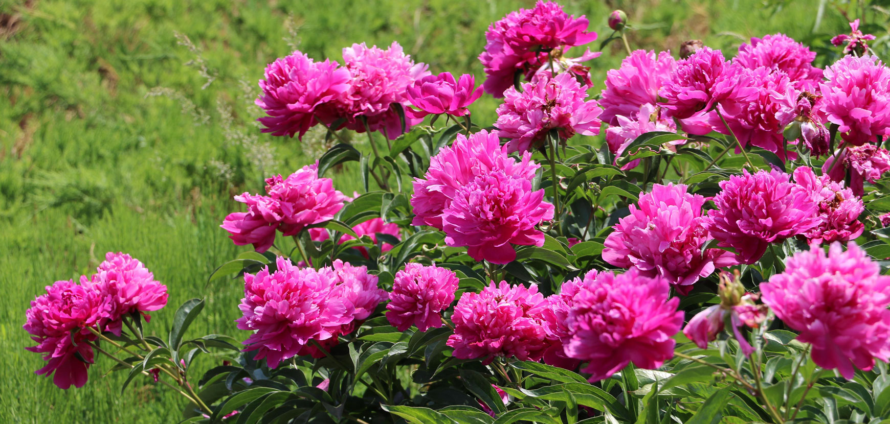 Pivoines herbacées, conseils de plantation et d’entretien