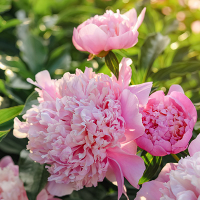 Comment planter une pivoine arbustive ?