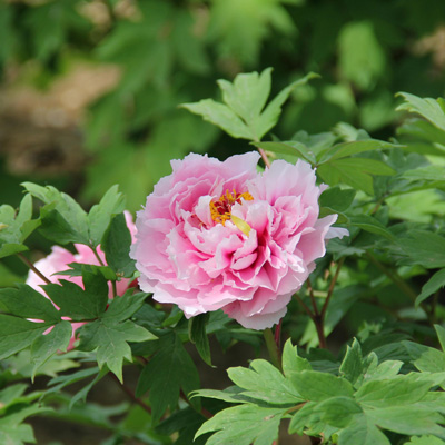 Avec quelles plantes associer la pivoine arbustive ? 