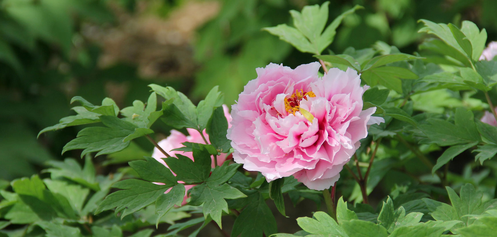 Pivoines arbustives, conseils de plantation et d’entretien