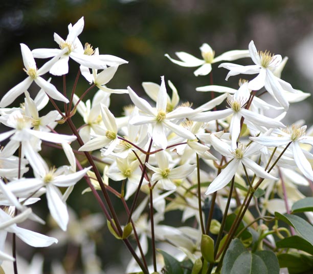 Clématites blanches