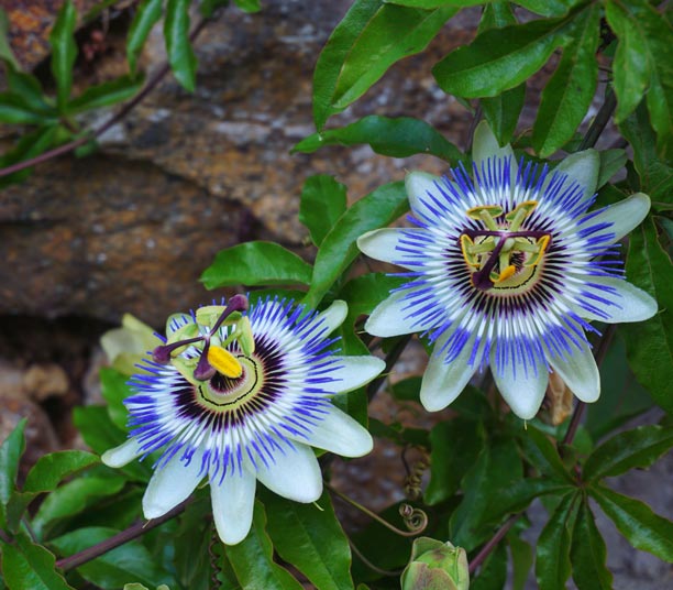 Passiflore fleurs bleues