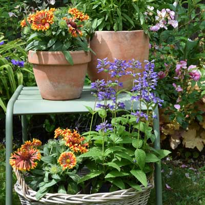Plantes vivaces : notre sélection spéciale