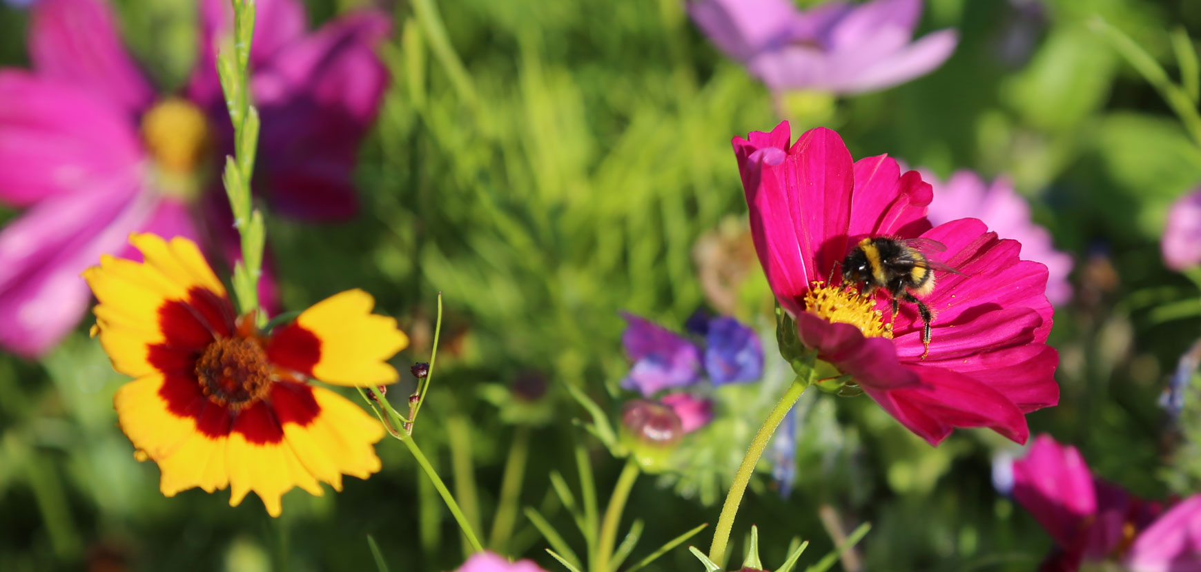 Plantes mellifères : favorisez la biodiversité au jardin !