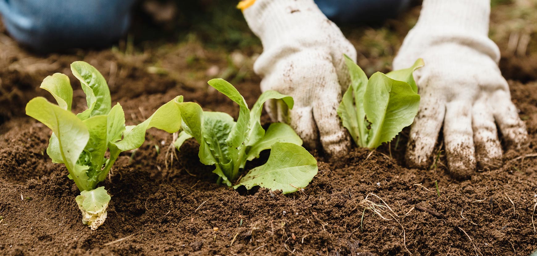 Mon potager facile : les étapes pour débuter