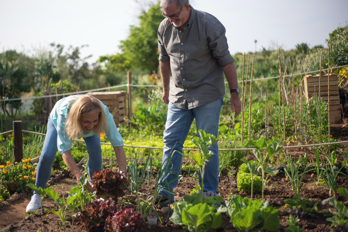 https://www.meillandrichardier.com/media/wysiwyg/conseils-inspi/potager/carre2.jpg