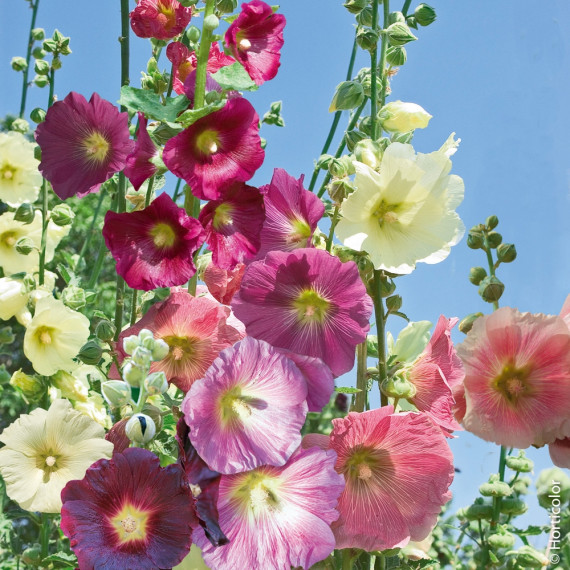 La plantation des roses trémières