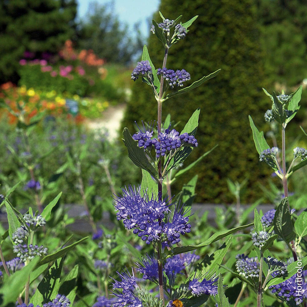 À quelles plantes les associer ?