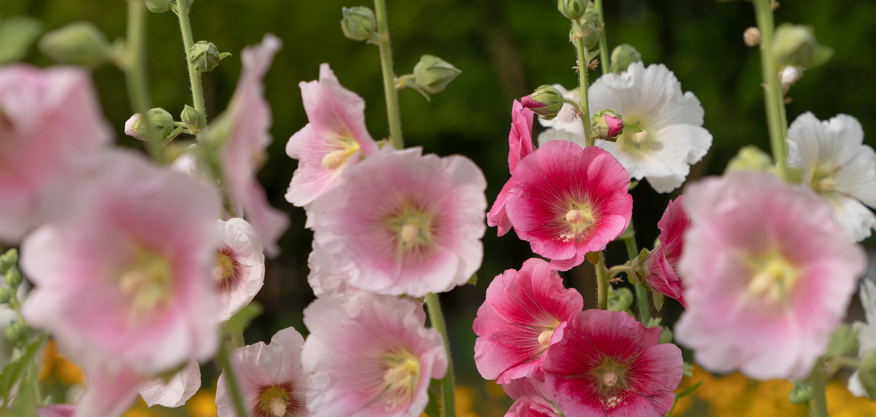 Rose trémière : conseils de plantation et entretien