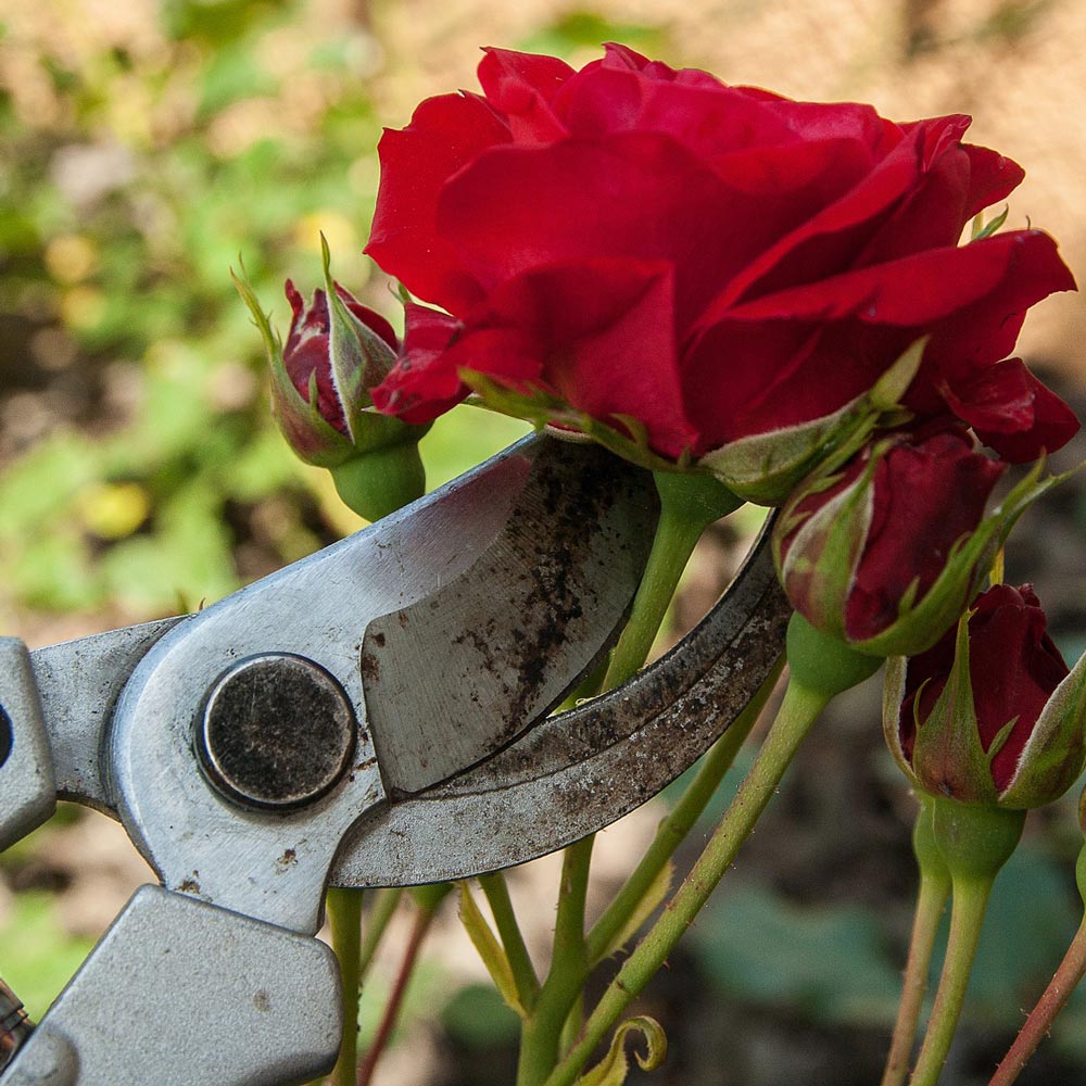 Comment et quand planter un rosier ?