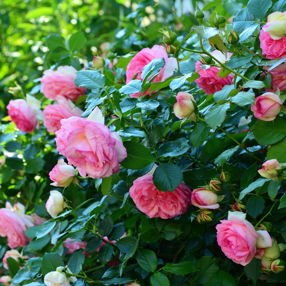 Rosiers, comment réussir leur plantation ?