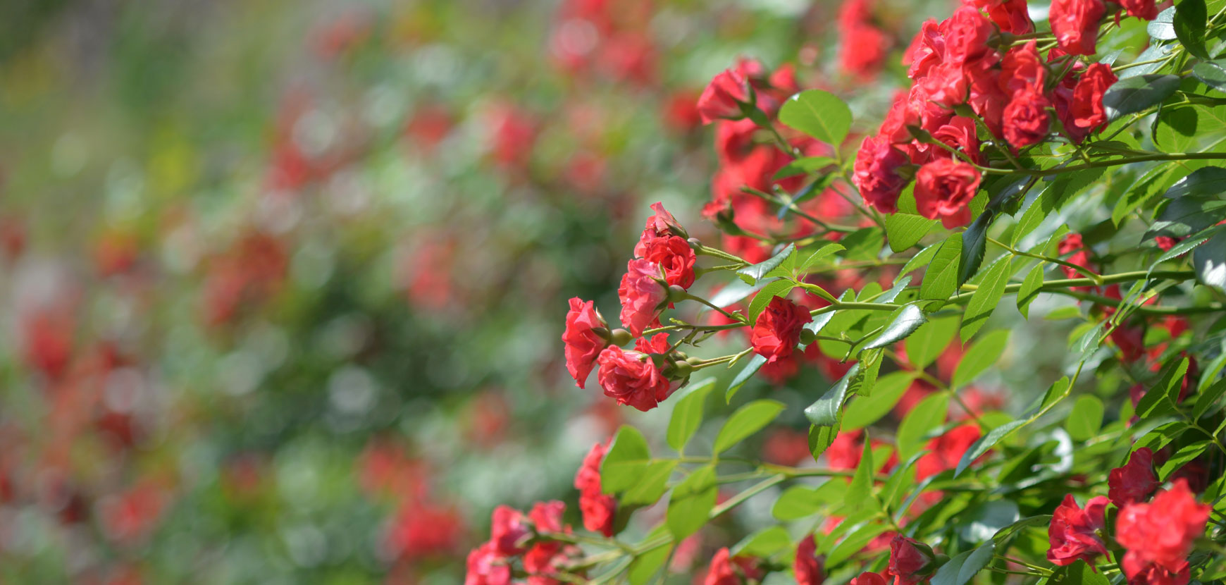 Rosiers, comment réussir leur plantation ?