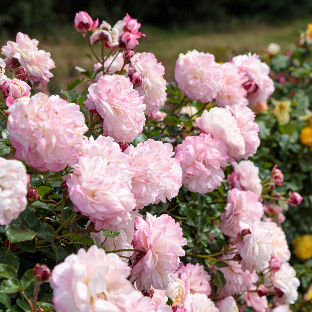 Rosiers, comment réussir leur plantation ?