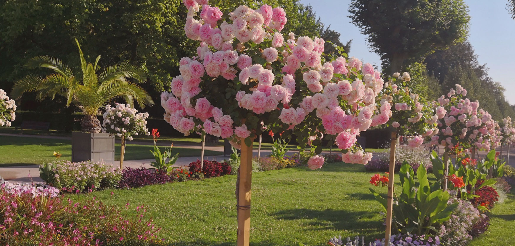 Rosiers tiges et pleureurs : conseils de plantation, taille et entretien