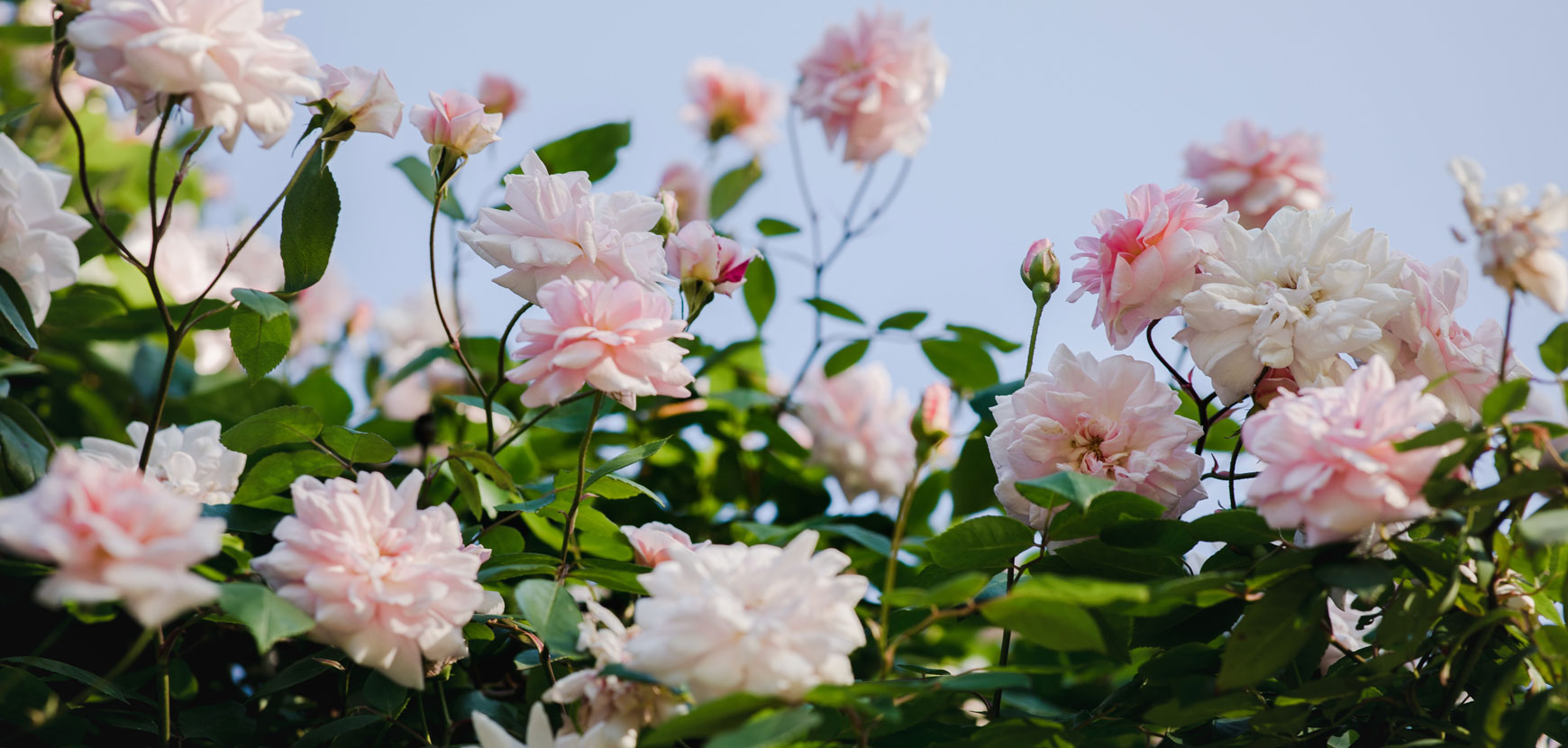 Rosiers, comment choisir sa variété ?