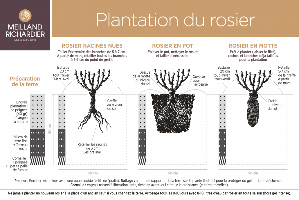Schéma plantation rosiers