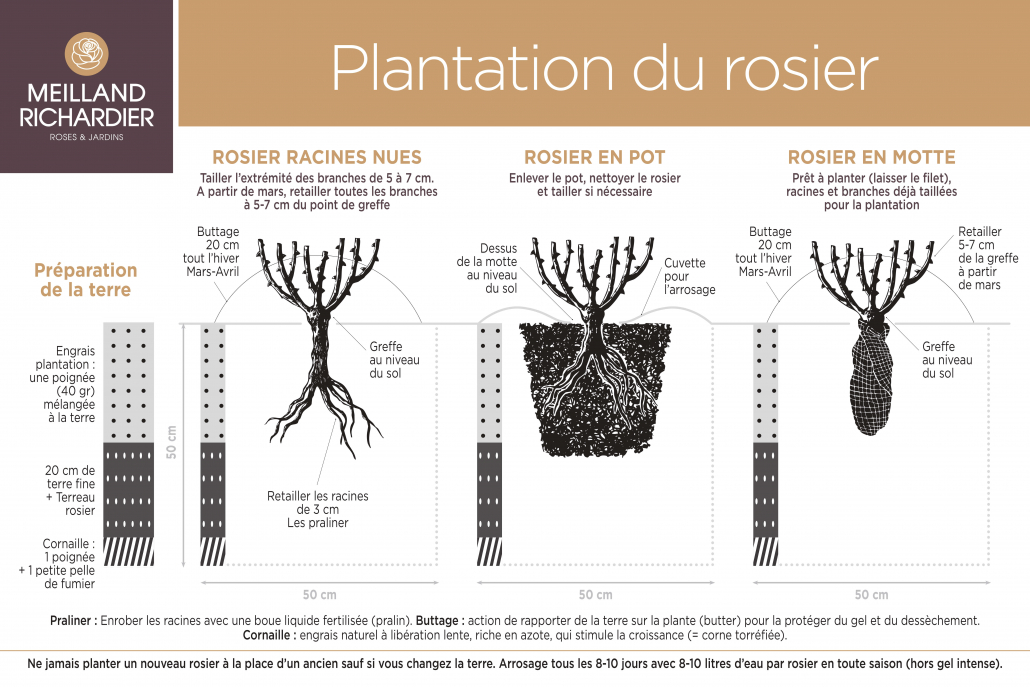 Schéma de plantation des rosiers