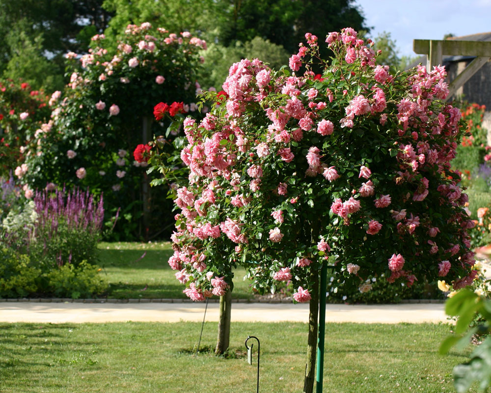 Rosiers tiges et pleureurs, nos conseils de plantation, de taille et d — free download