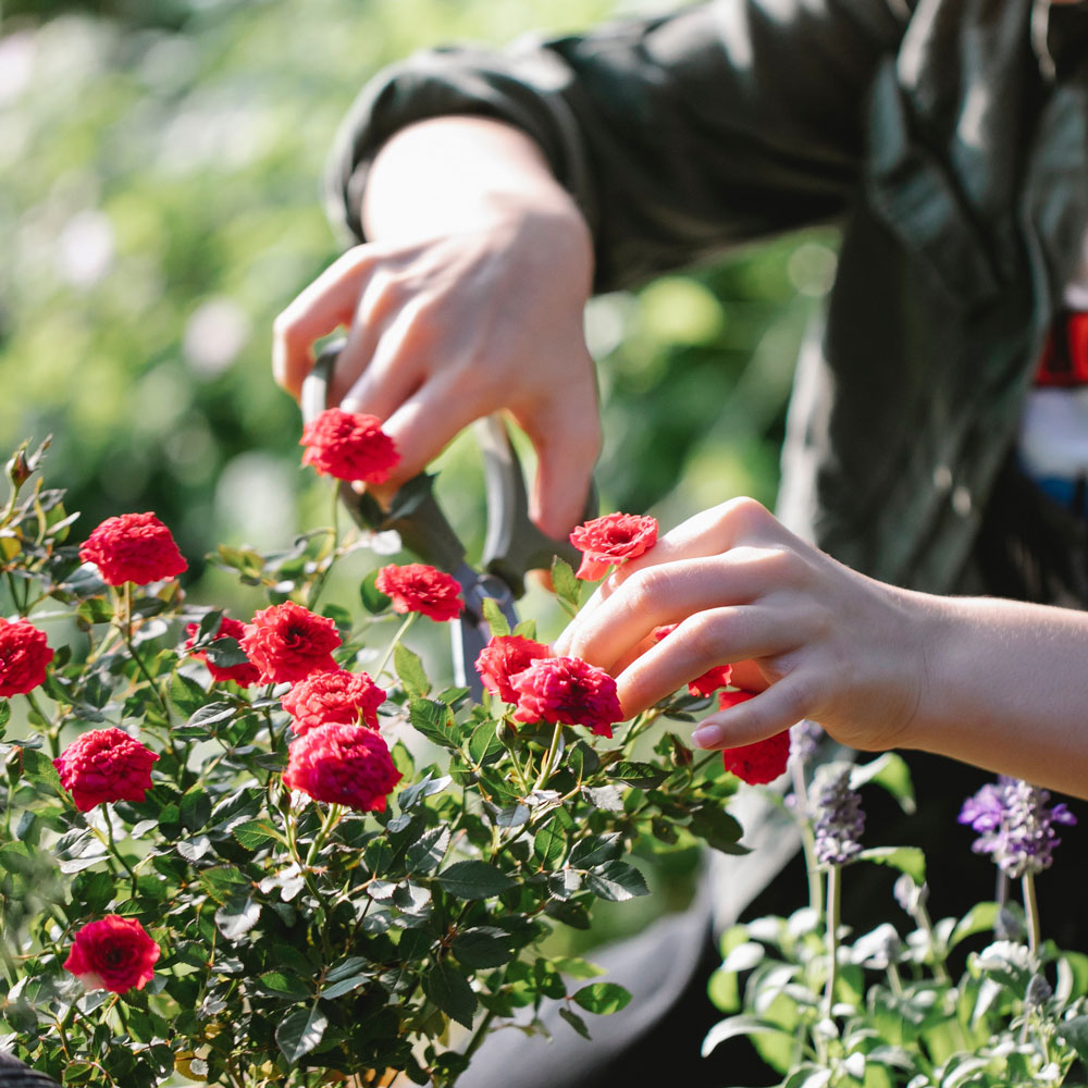 Rosiers, comment réussir leur plantation ?