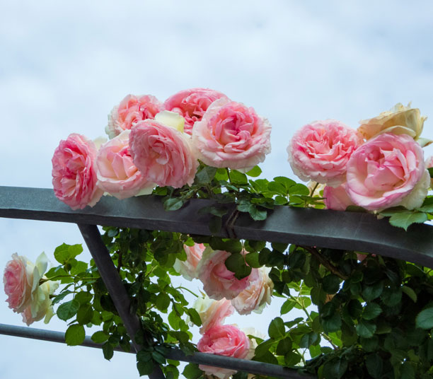 rosier rose arche