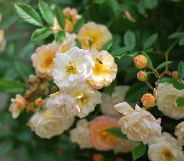 Rosier jaune