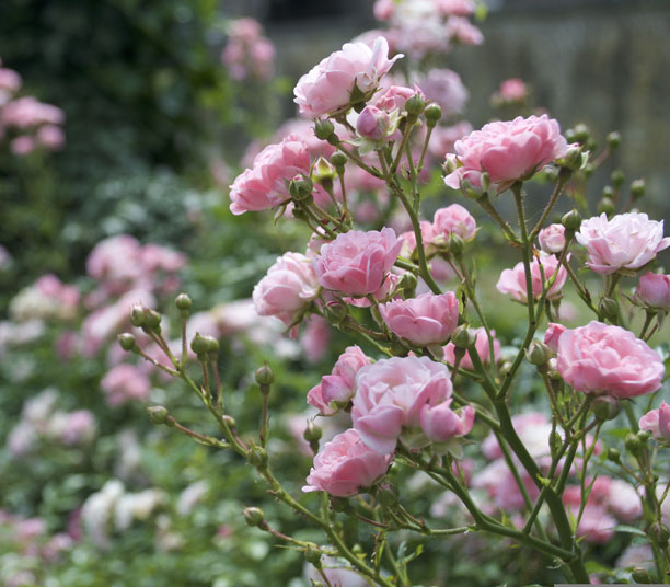 rosier buisson rose