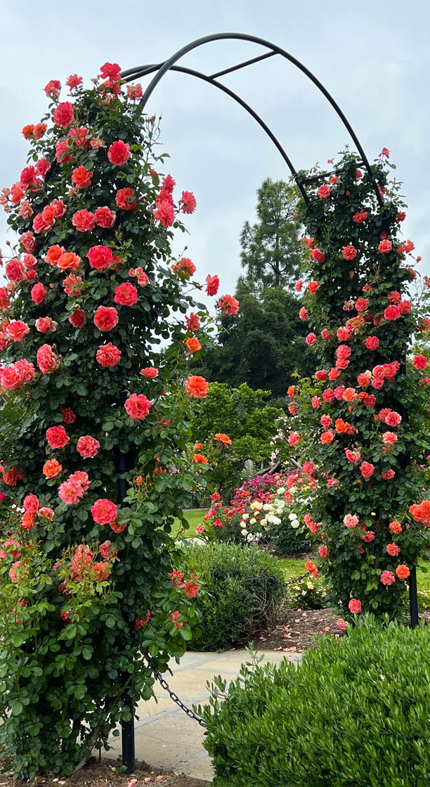 Rosier rouge arche