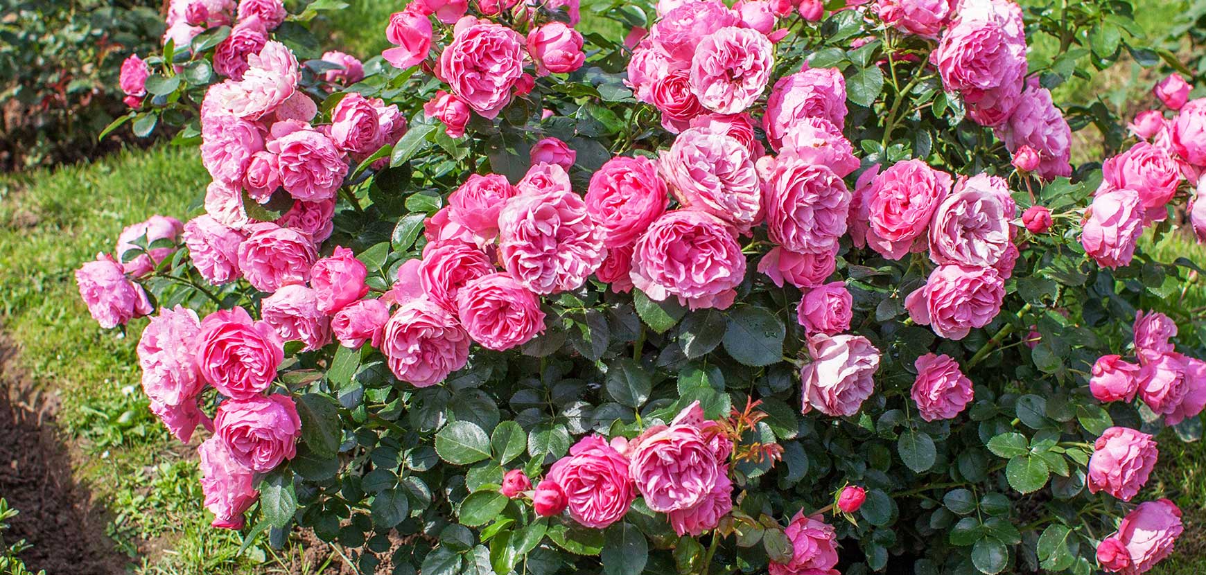 Rosiers buissons : conseils de plantation, taille et entretien