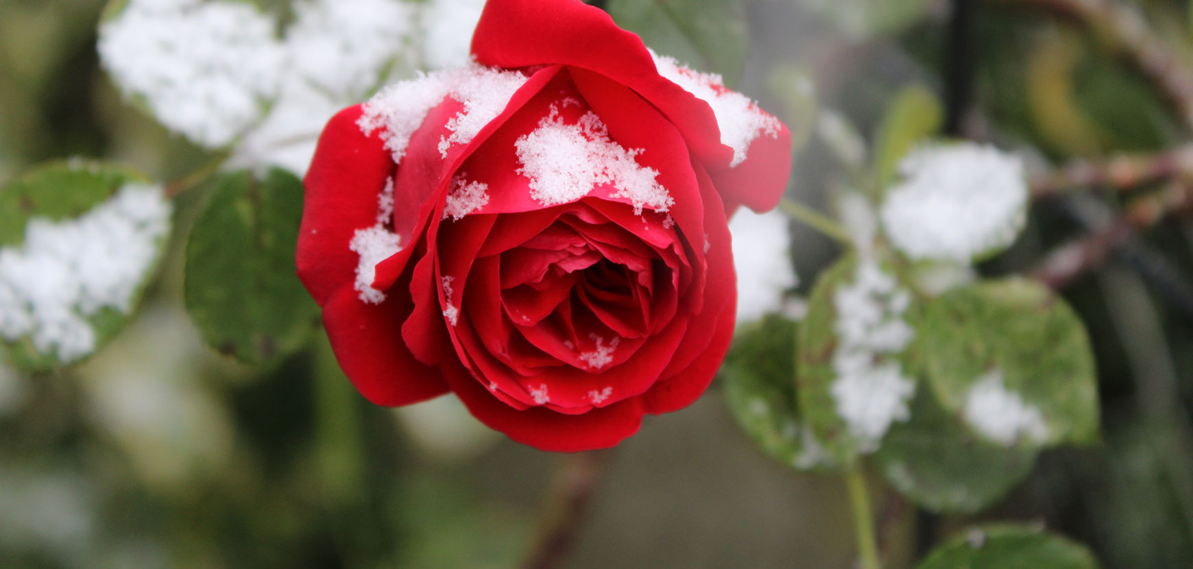 Rosiers, comment les préserver des aléas climatiques ?