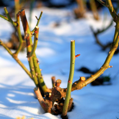 Protéger ses rosiers l'hiver