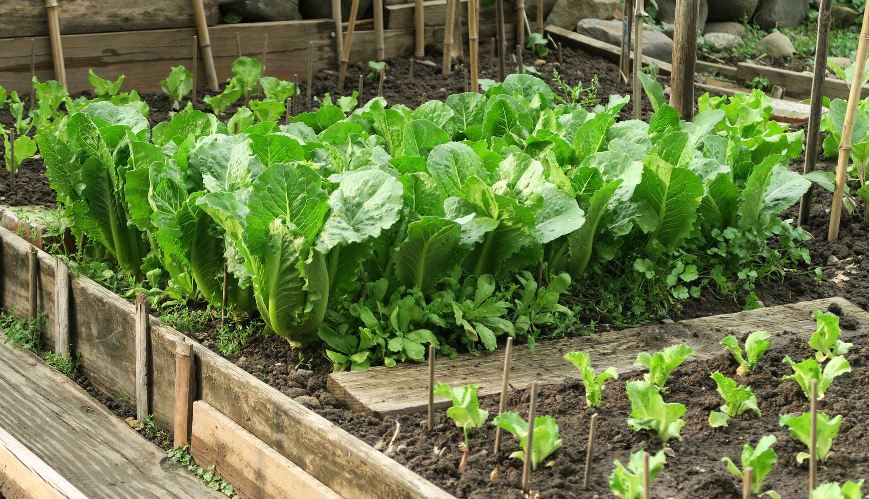 Pailler votre potager pour limiter la sécheresse