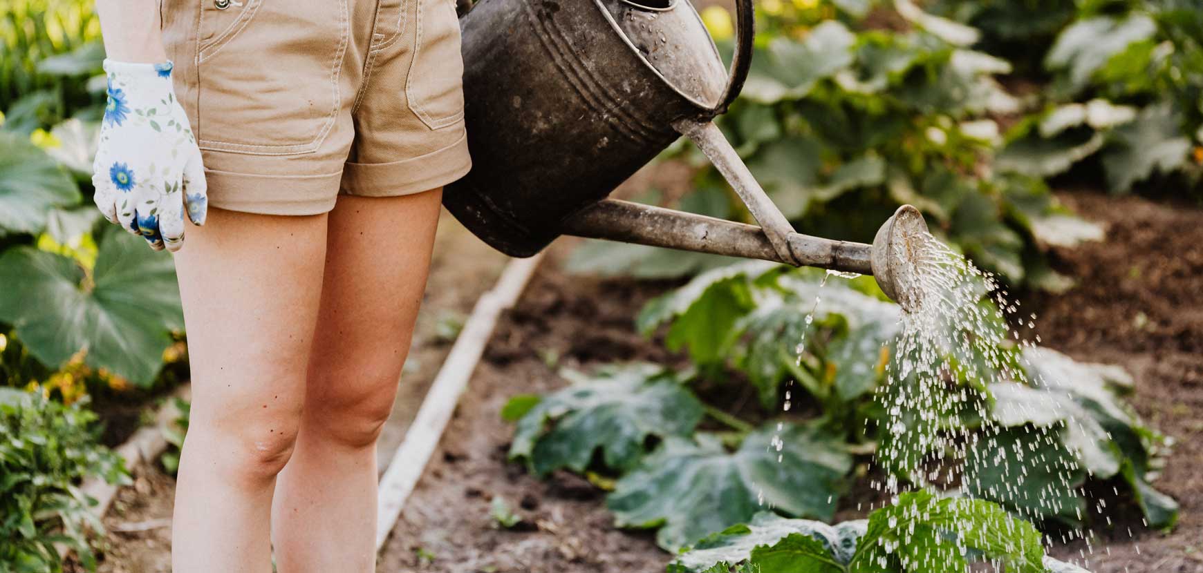 Sécheresse : comment prendre soin de ses plantes ?