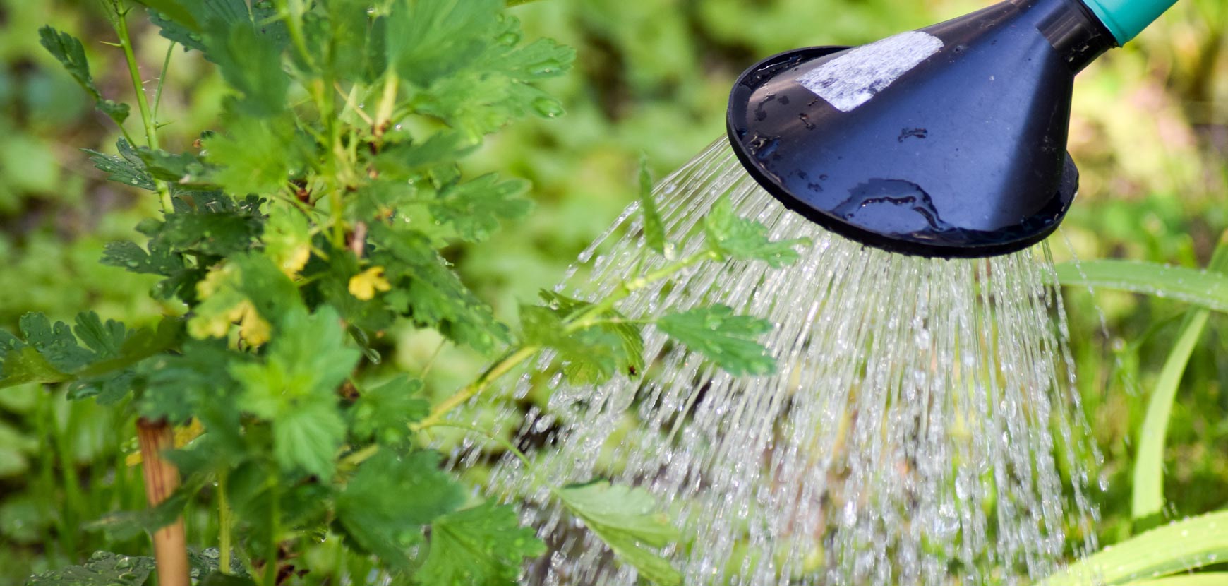 Sécheresse : comment prendre soin de ses plantes ?