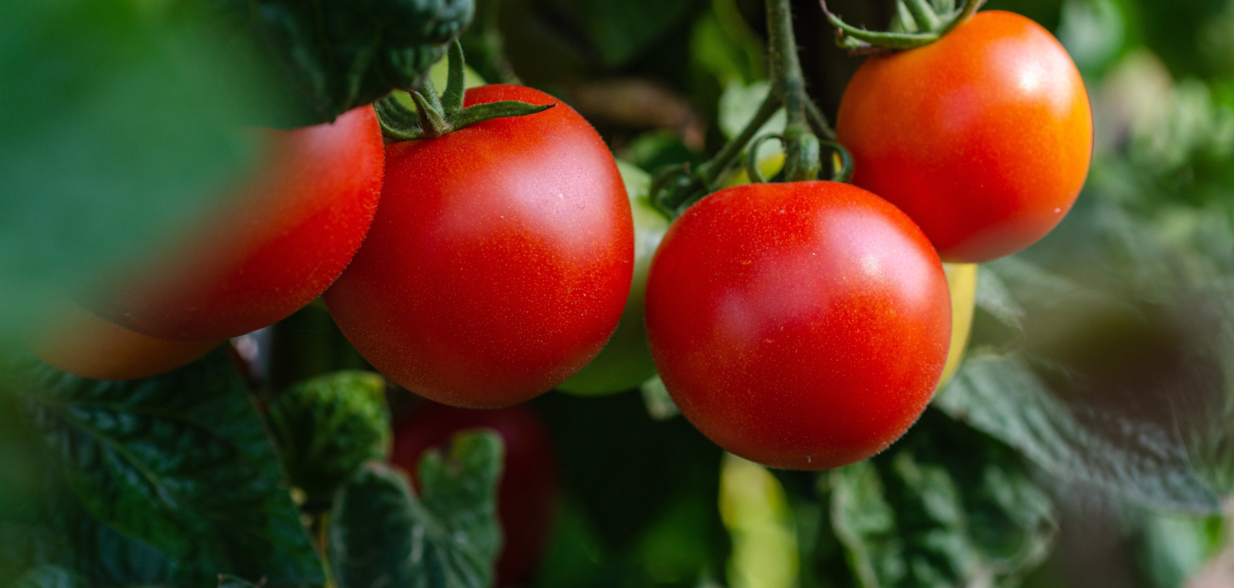 Tomates : conseils de plantation et d'entretien