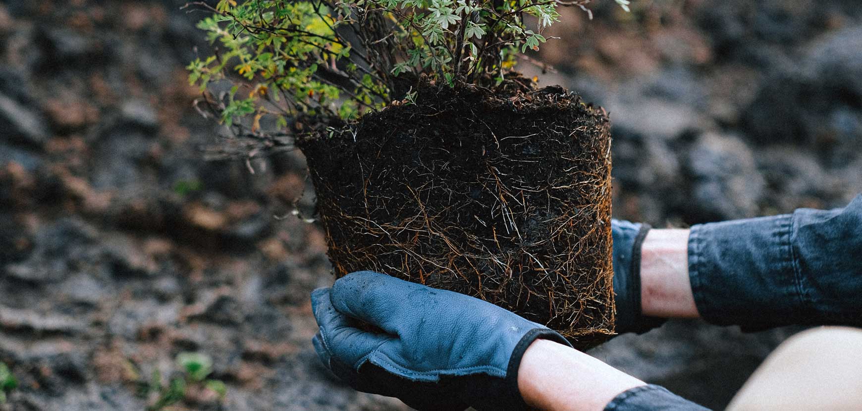 Réussite assurée : découvrez tous nos conseils de jardiniers !