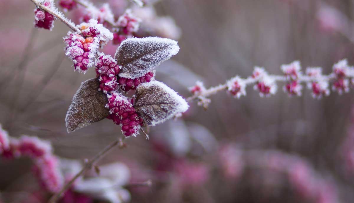 Vague de froid, comment protéger vos plantes ?