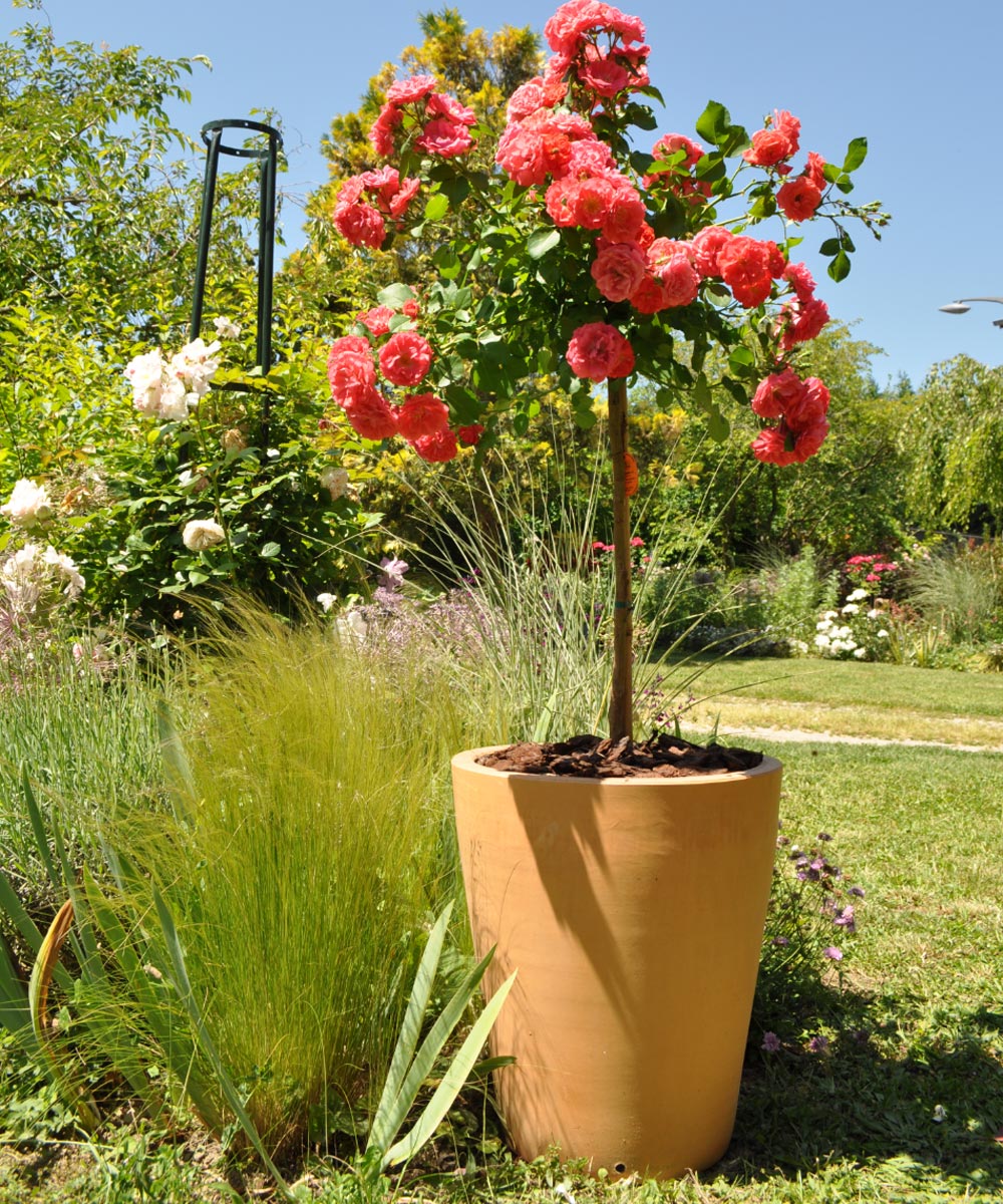 Comment remplir un pot de fleurs XXL avant la plantation ? - Gamm vert