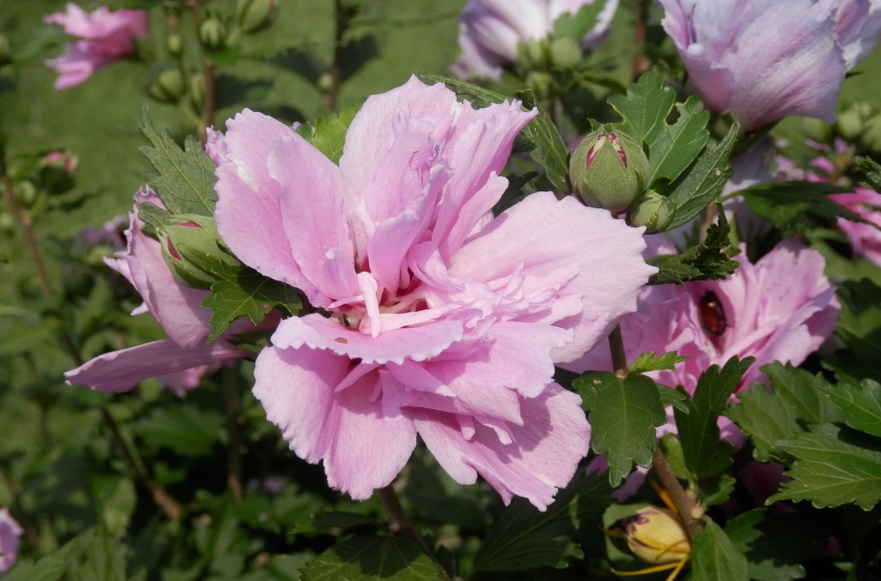 Comment planter l'althéa ou Hibiscus syriacus ?