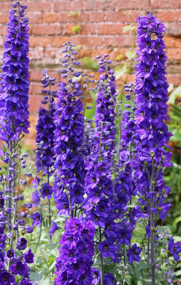 Mieux connaître le delphinium