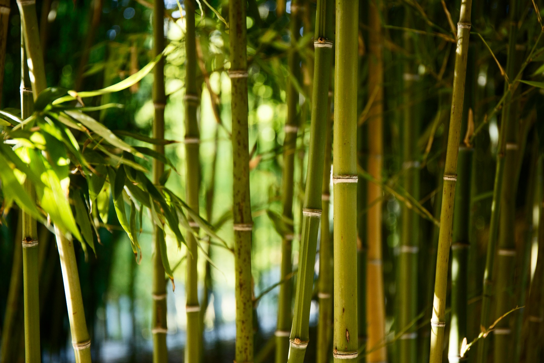 Comment planter un bambou ?