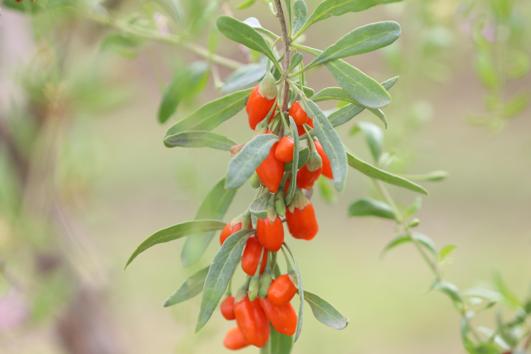 Baie de goji : plantation, entretien - Côté Maison