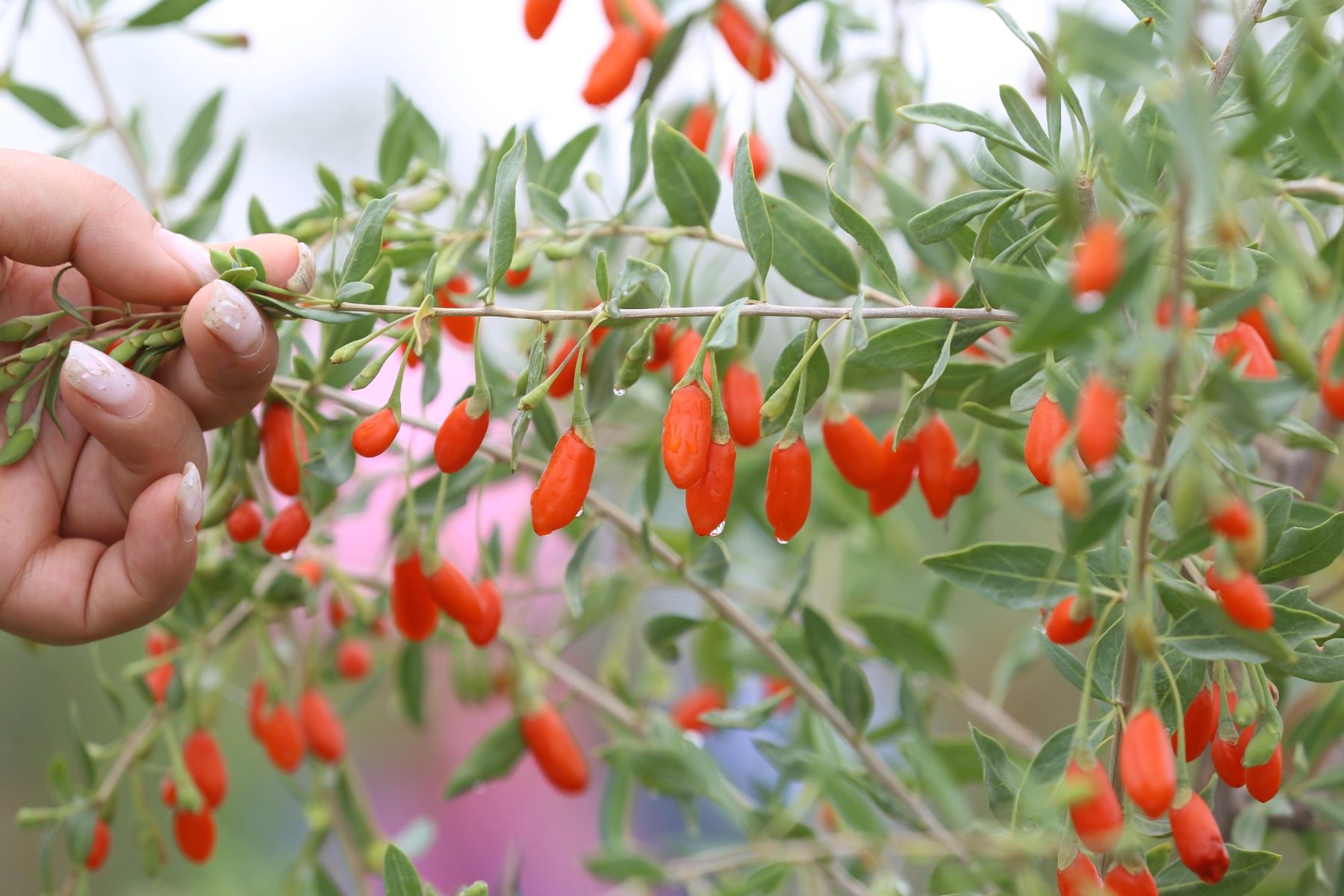 Baie de goji : plantation, entretien - Côté Maison