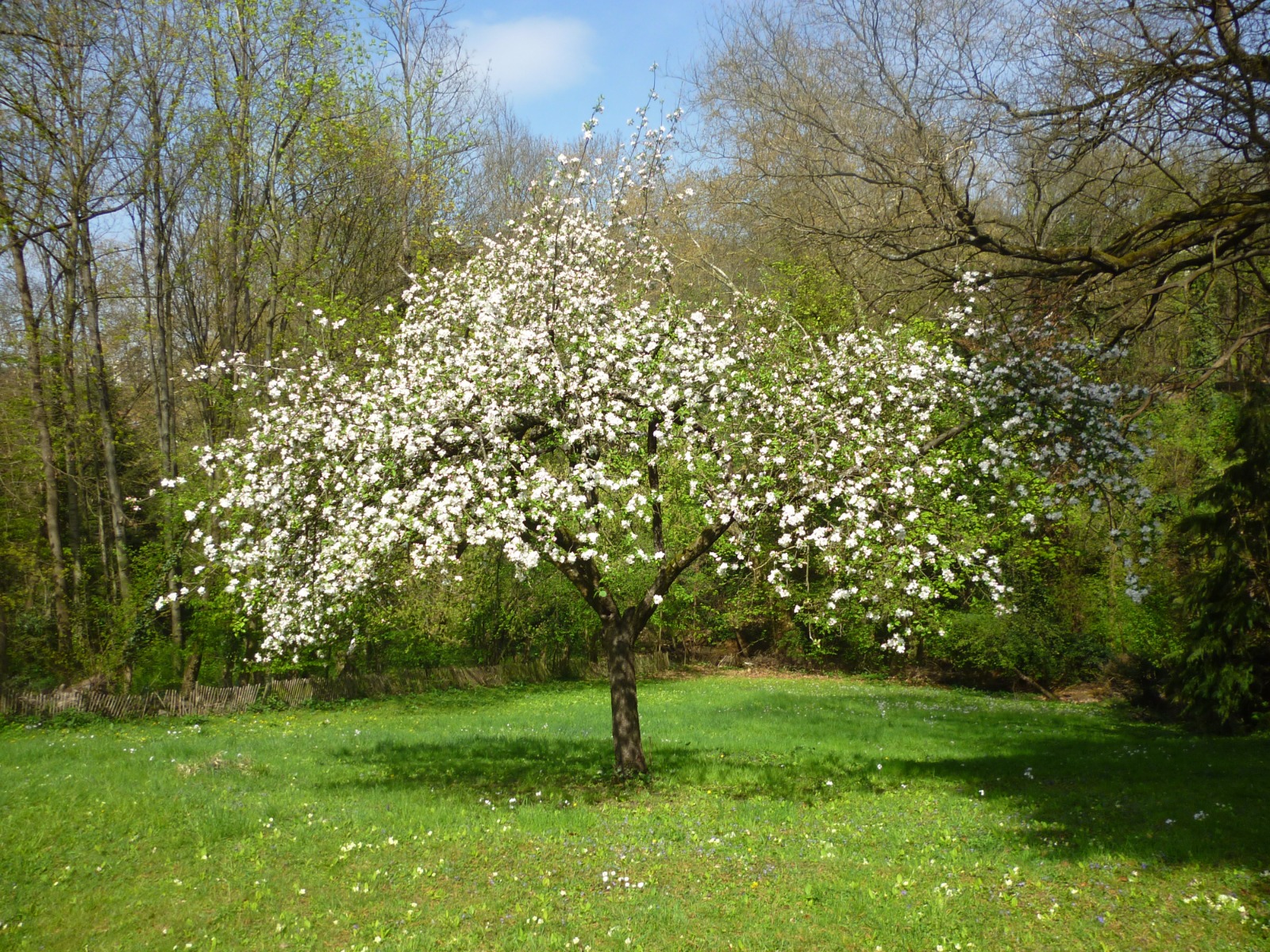 Mieux connaître le pommier