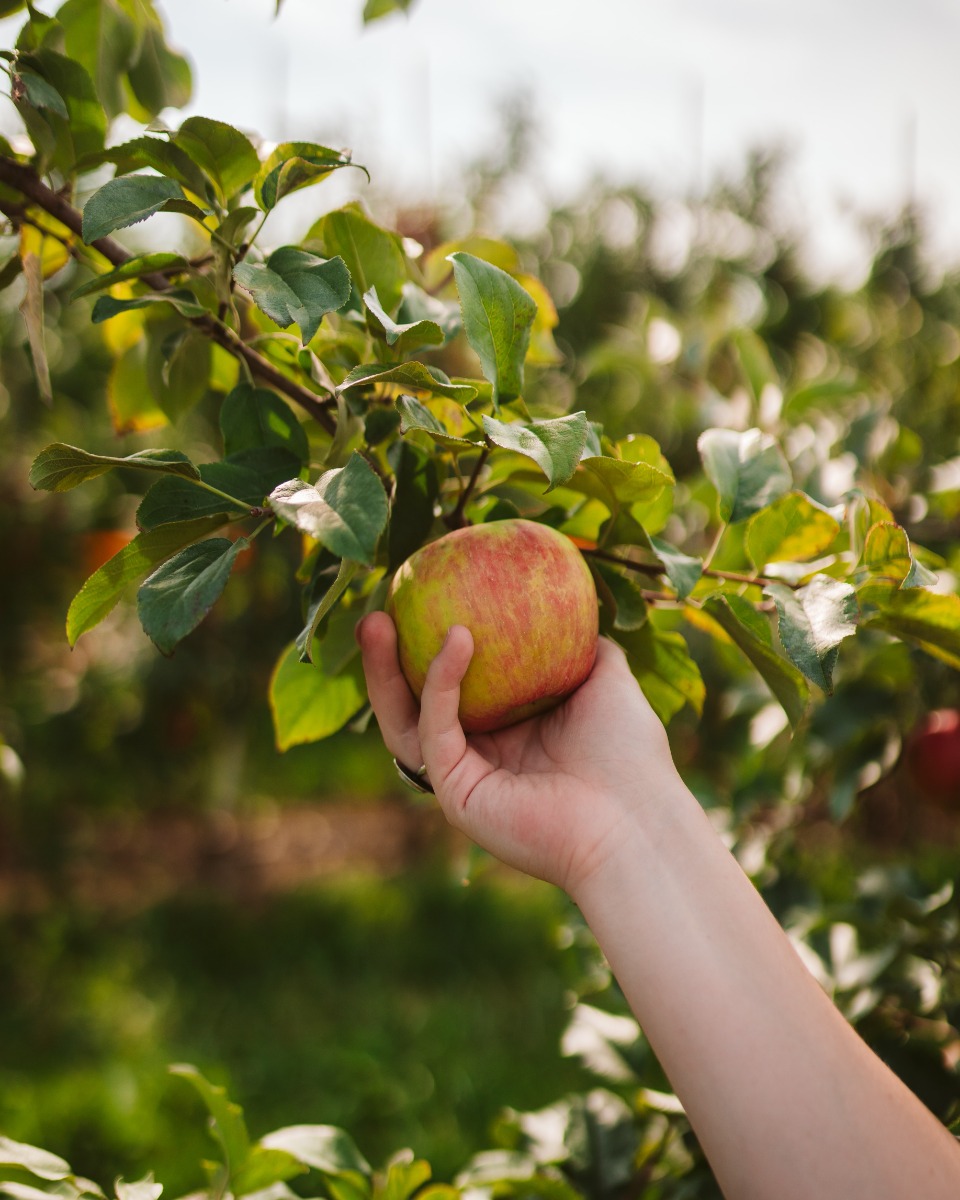 5 arbres à fruit qu'on peut faire pousser facilement à la maison à partir  de graines