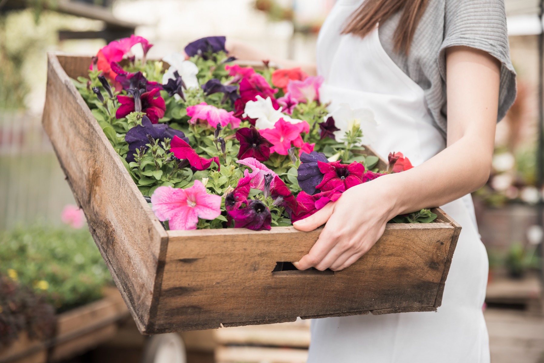 https://www.meillandrichardier.com/media/wysiwyg/gros-plan-femme-fleuriste-tenue-grand-boite-bois-colore-petunias-plantes-fleurir.jpg