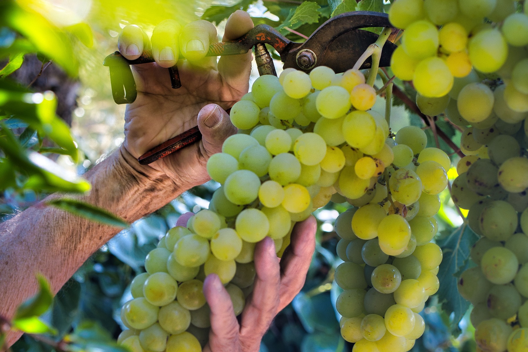 Comment tailler et entretenir des vignes de table ?