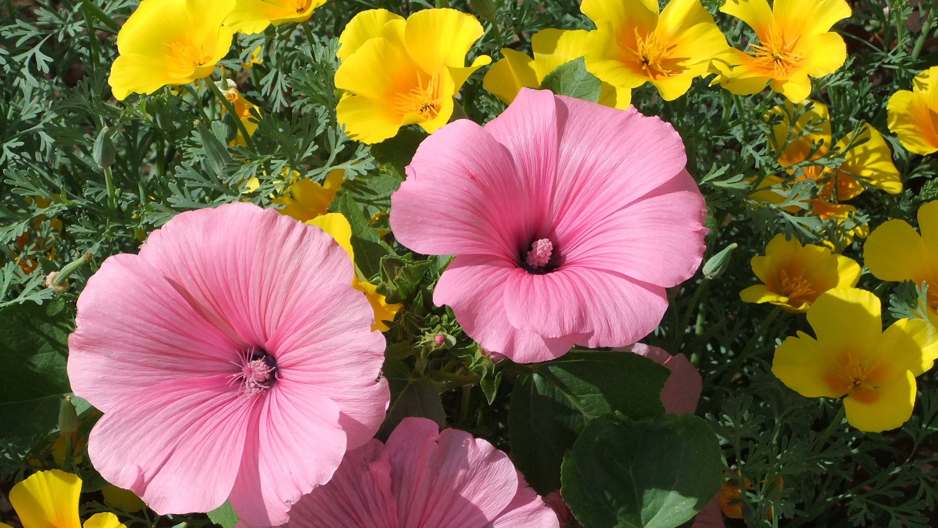 Avec quelles plantes associer la lavatère