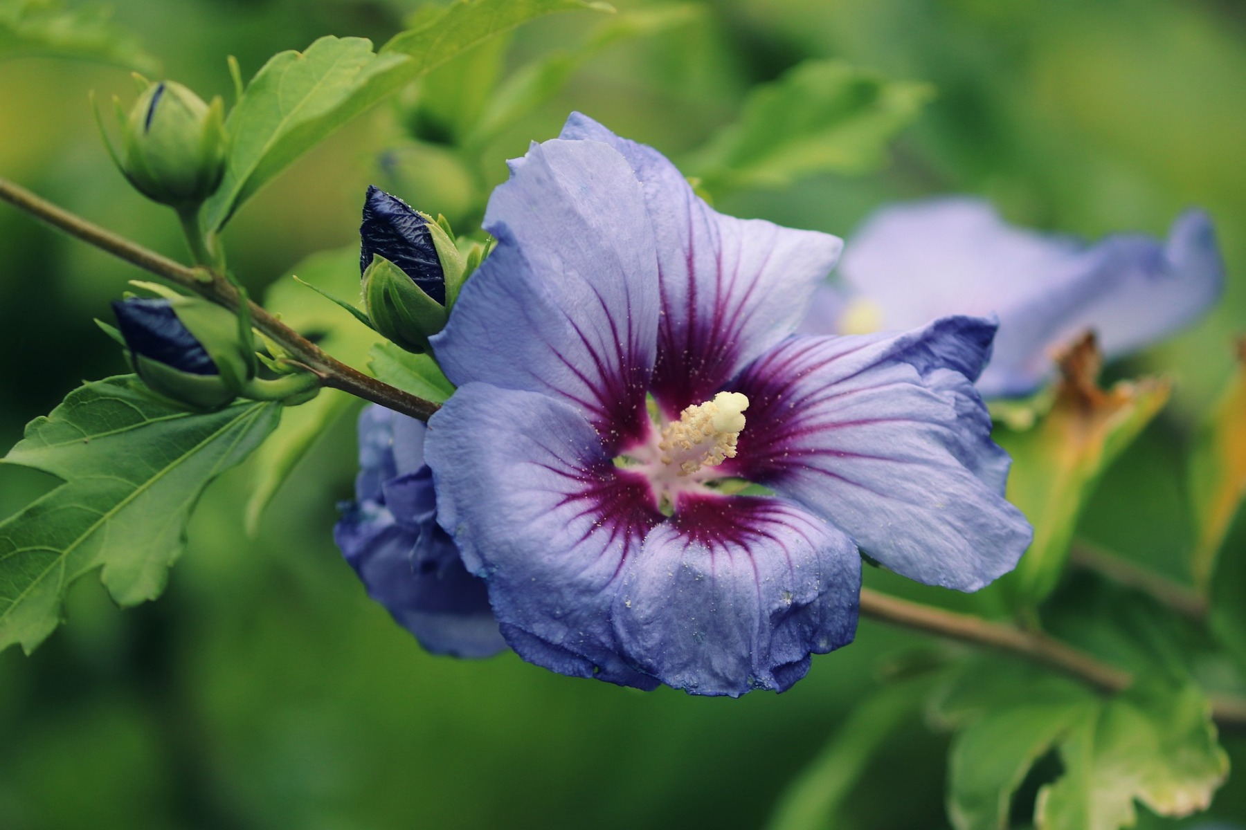 Mieux connaître l'althéa ou Hibiscus syriacus