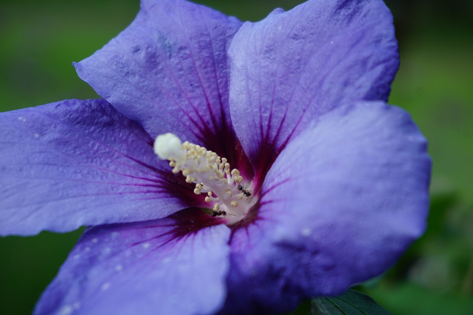 Comment entretenir l'althéa ou Hibiscus syriacus ?